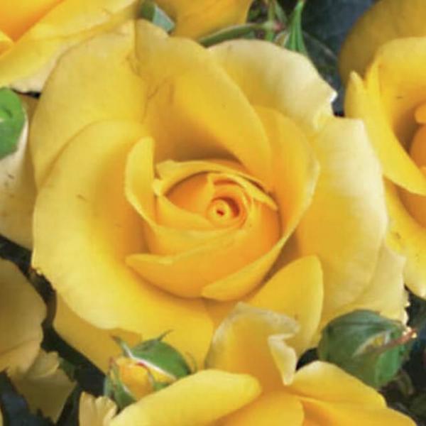 SAGA HAEMMERLIN ® Lapjau